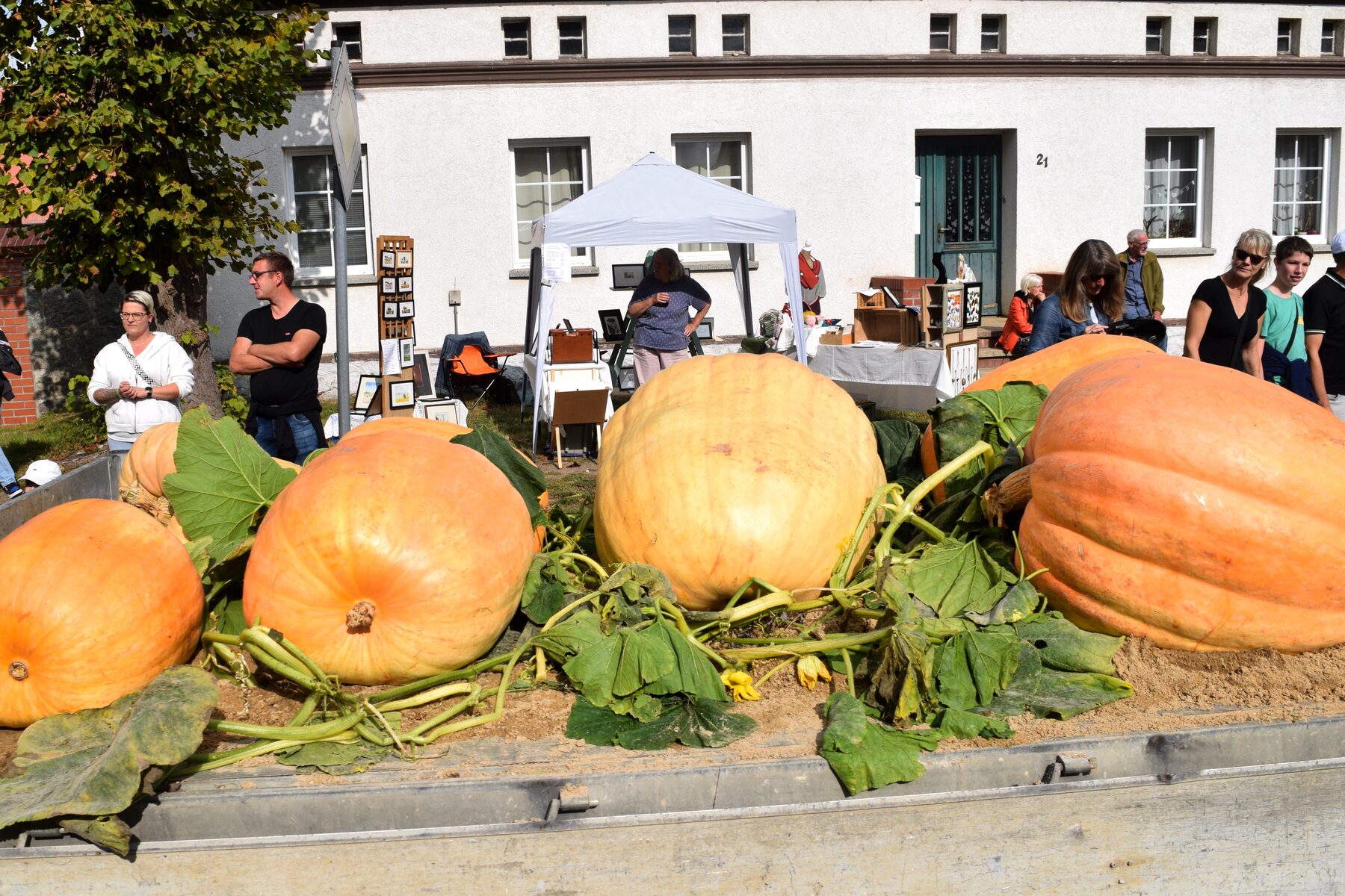 Impression vom Erntefest 2025 in Dollgow – Bild 23